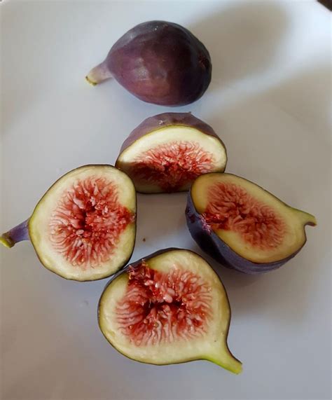 figs canada